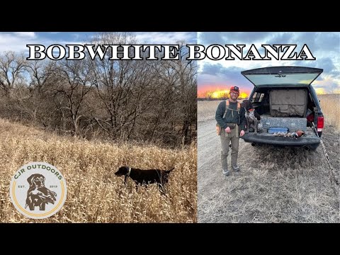 Bobwhite Quail Hunting 2025