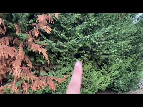 CIPRESSO DI LEYLAND: come coltivarlo, come fare una siepe, come curare il cancro del cipresso.