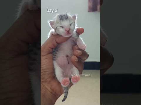 How Baby Kitten Grow 0 - 1 Month ! Before and After | Kitten Growth Stages 😺😻 #cat #kitten #shorts