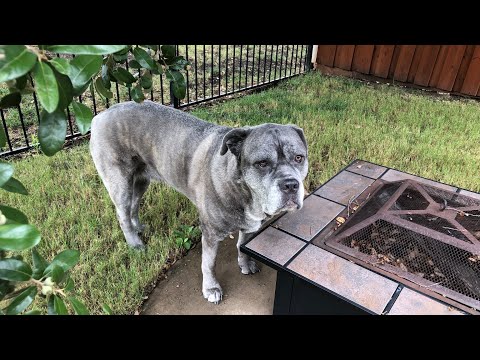 LOXY NEEDS SURGERY! | CRAFTYGIRL VLOGS