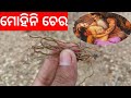ମୋହିନୀ ଚେର Mohini Chera Mohini Oushadha Mohini Jad Mohini Vashikaran TBC ODIA TECB