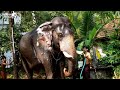 Elephants For Thriprayar Ekadasi 2022