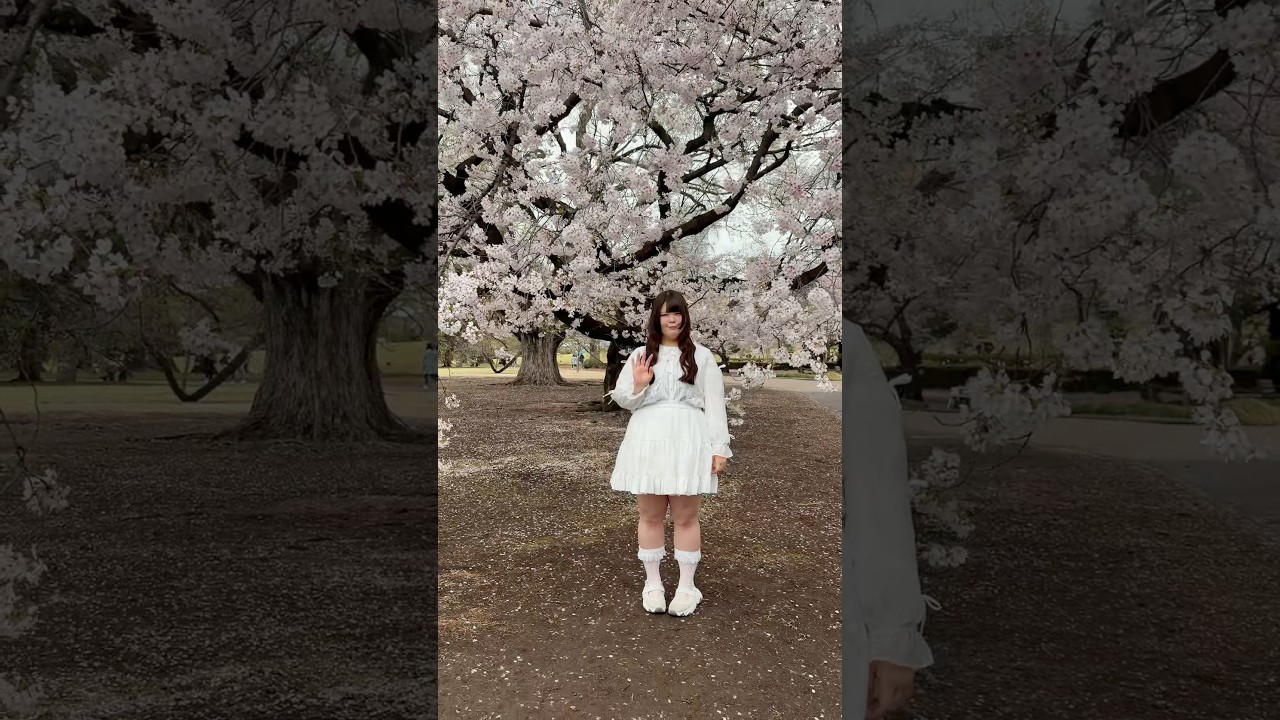 みんなはどんな夢が見たい？ #びっくえんじぇる #桜 #新宿御苑