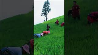 Thảo nguy&ecirc;n xanh m&aacute;t tại H&agrave; Giang  #camping #hiking #tabalo #shorts