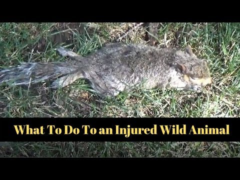 What To Do If You Find an Injured Wild Animal
