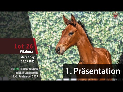 Präsentation Fohlen-Auktion im NRW Landgestüt Nr. 26 Vitalona SF v. Vitalos - Fürstenball