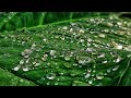 Rain WhatsApp Status Rainy Morning Status Nature WhatsApp Status Rain Day