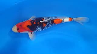 video van Showa SH-V24-05283