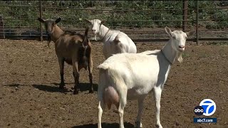 A dozen goats stolen from SoCal farm, some pregnant or sick