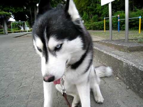 美犬 今だからこそ4 シベリアンハスキー Youtube動画 10本 画像 52枚