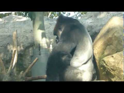 Устал от внимания