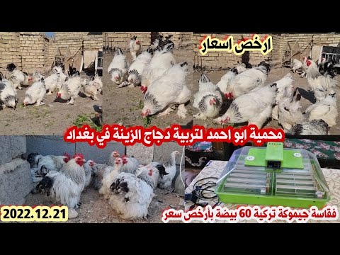 , title : 'محمية العم ابو احمد لتربية دجاج الزينة في بغداد'