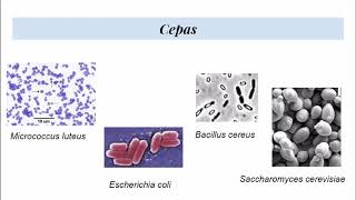 P1.Efecto de la temperatura, pH y potencial de oxidorreducción-Microbiología