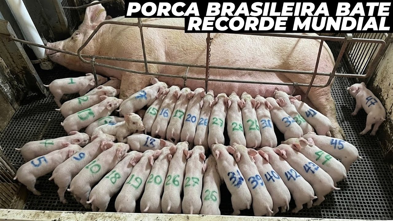 Porca bate recorde de mais leitões nascidos de uma só vez