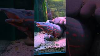 15 Year Old Fire Eel 🔥 3ft Long Monster Fish!