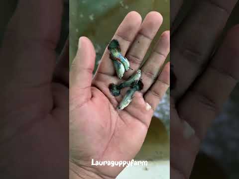 Side effect of acid rain #farming #guppy #death #breeding #guppies #livestockfarming #trending #red