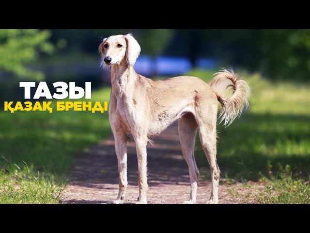 Тазы | Қазақ бренді