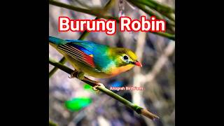 Download lagu 🔴 Burung robin gacor Di alam Liar. mp3