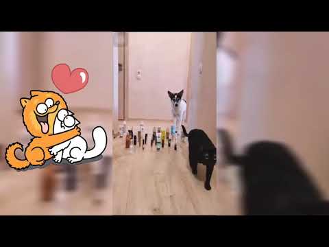 Cat VS Dog  Challenge ❤️