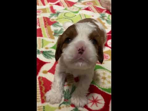 Howling baby Cavalier King Charles Spaniel Puppy. Awwww.