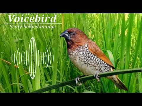 Relaxation of the water sound of the scaly breasted munia bird