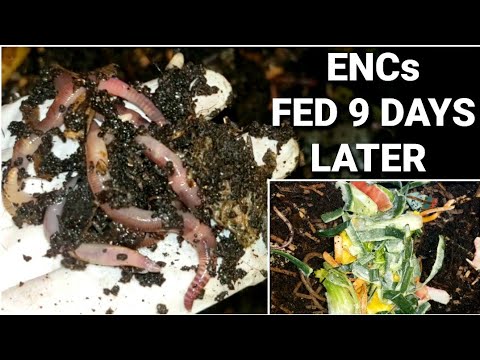 More Baby European Nightcrawlers Found | Worm Bin Check And Feeding After 9 Days | Vermicomposting