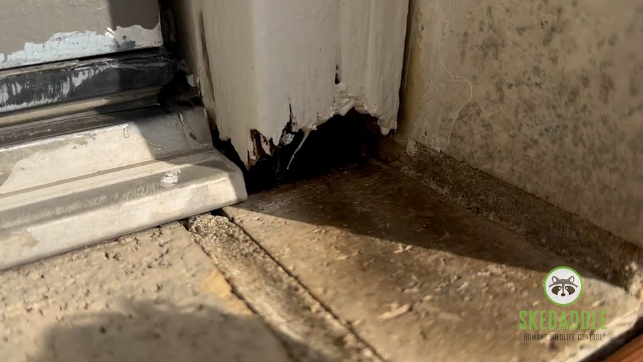 Common mouse entry points around a Fitchburg home.