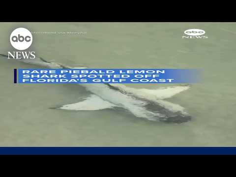 Rare piebald lemon shark spotted off Florida's Gulf coast