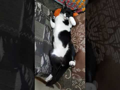 cat peeing while sleeping