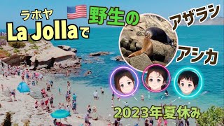 【夏休み】ラホヤビーチで野生のアザラシとアシカに対面🇺🇸【2023年初投稿】#サンディエゴ #アメリカ生活