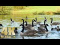 Feeding Canada Geese And Ducks On A Beautiful Lake Nature Relaxation 4K All Natural Sound