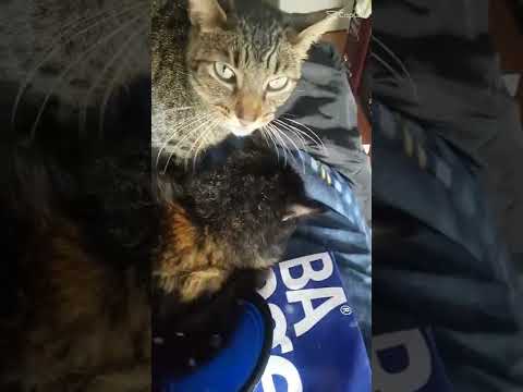 mauro time #shorts#cats#mauro