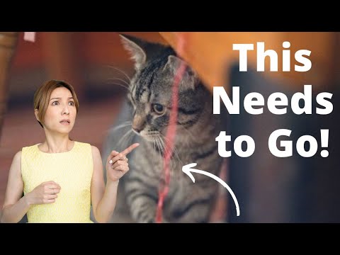 Cat Proofing Home: How to Prevent Cats from Swallowing Thread/ Strings