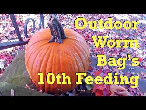 87-day outdoor worm bag's 10th feeding after 10 days - vermicompost