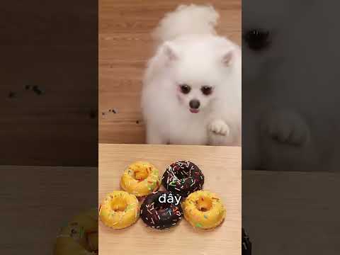 Cắt chiếc phao của chú vịt 😂