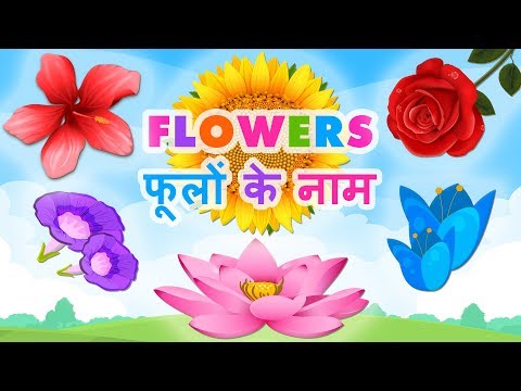 Download Flower Name In Hindi 3gp Mp4 Codedwap Download Flower Name In Hindi 3gp Mp4 Codedwap