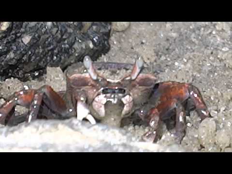 Sony Cyber-shot DSC-HX300 50X zoom test