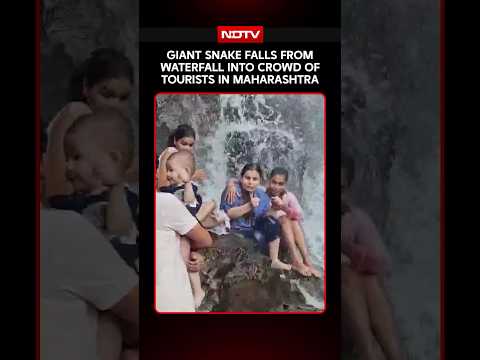 Giant Snake Falls From Waterfall Into Crowd Of Tourists In Maharashtra