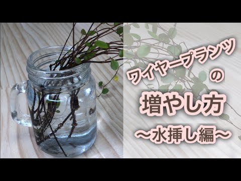 ワイヤー・シュミーレ 植物