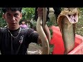 JUMBO COBRA NG BATANGAS