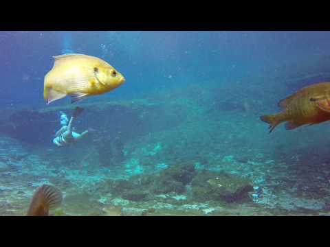 Video from Sea Hunt 2017 from stationary Go Pro underwater