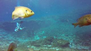Video from Sea Hunt 2017 from stationary Go Pro underwater