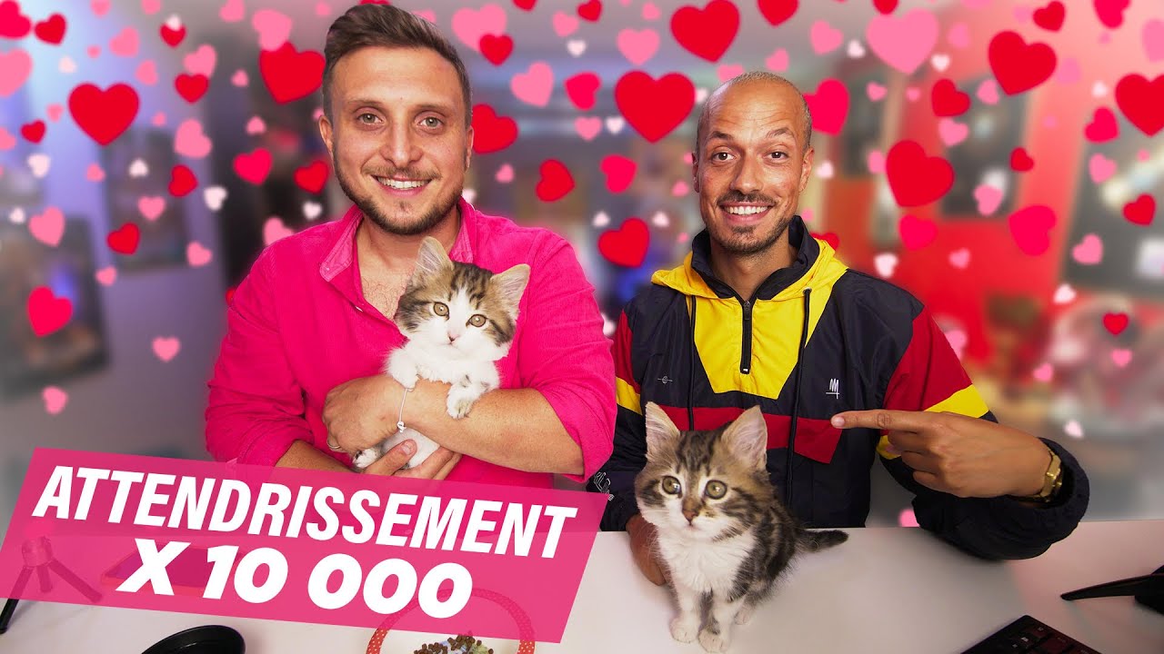 Mcfly adopte des chatons abandonnés. C’est un héros (c’est lui qui a choisi le titre).