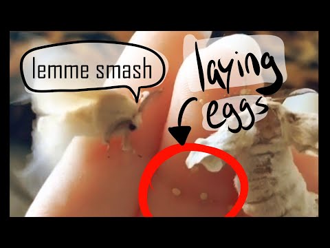 All My Viral Moth TikToks