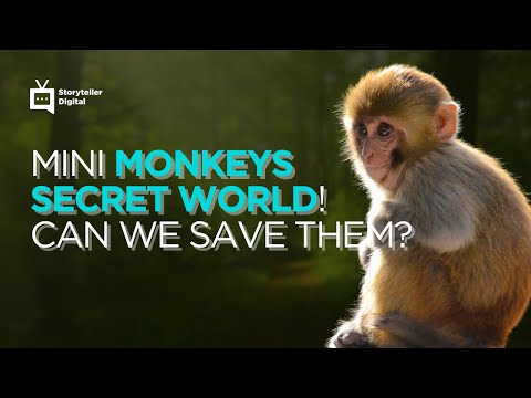 Amazon's FORGOTTEN Monkeys: Will Humans Be Their Last Hope?
