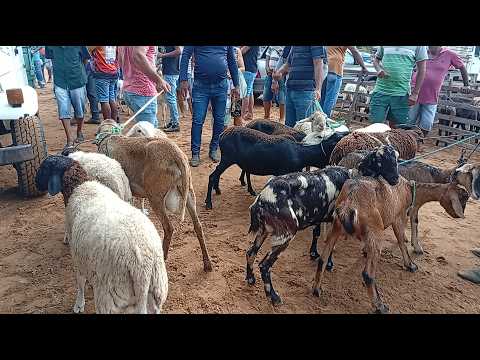 Feira de caprinos e Ovinos de jataúba PE 23/10/20/26/ parte 2