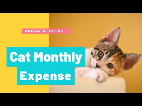 Average monthly cost of a cat || Animaliadotpk #peteducation