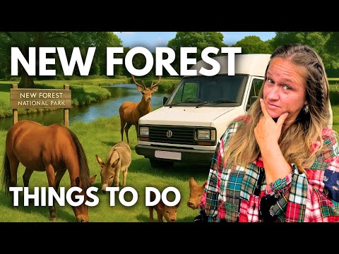 Visiting the New Forest? Here's What You Should Do | VANLIFE UK