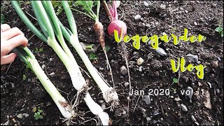 【新春】家庭菜園Vlog 2020年1月 vol.1