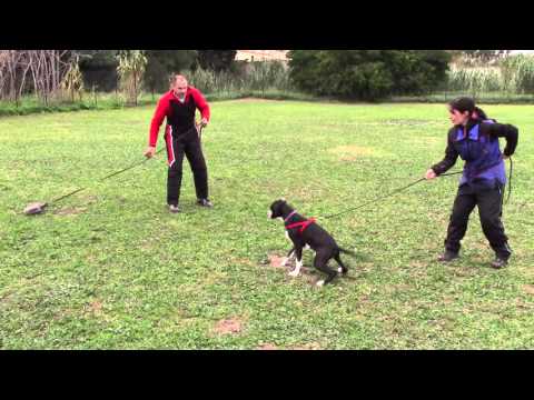 Ashi Guruma di Gehara 4,5 mesi